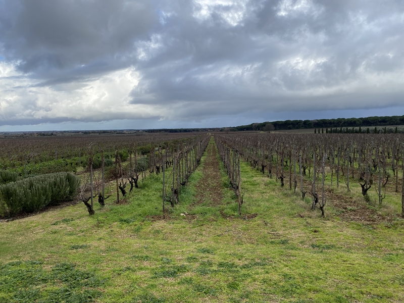 Le Macchiole: la vigna Casa Nuova