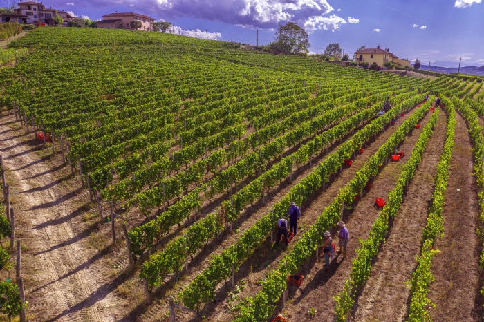 Alcune vigne di Gianni Doglia