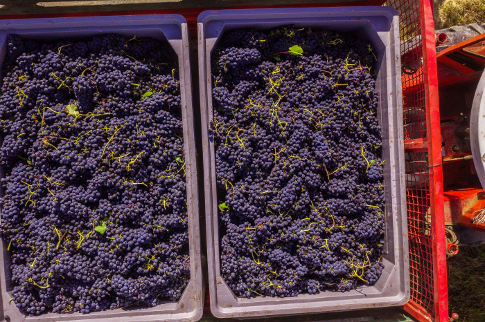 Gianni Doglia e la vendemmia in cassette