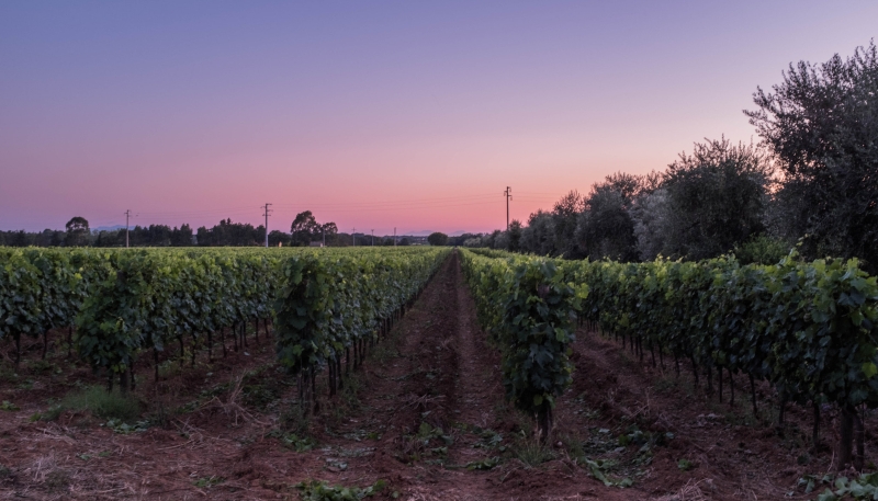 Bolgheri in Villa: tramonto sulle vigne a Bolgheri