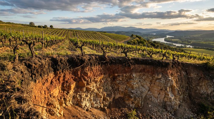 Il vino, Internet e il territorio