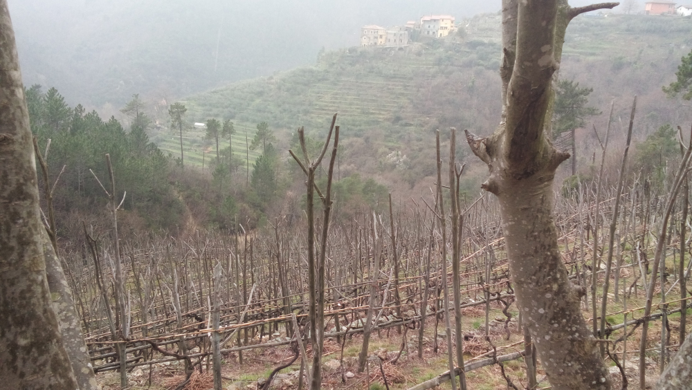 Terrazze Singhie: il vigneto allevato ad ambrustin