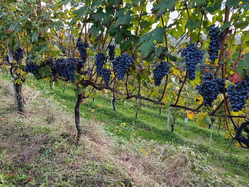 Stefano Vegis e una sua vigna di nebbiolo