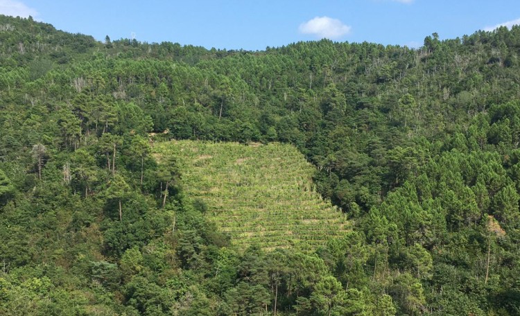 Terrazze Singhie: il vigneto tra i boschi