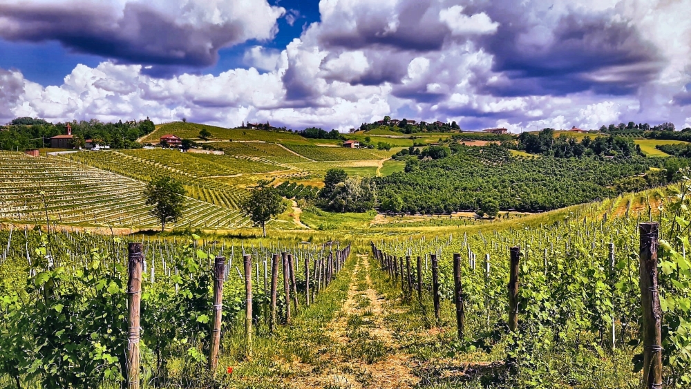 Silvano Bolmida: la vigna dell'Antica Novella
