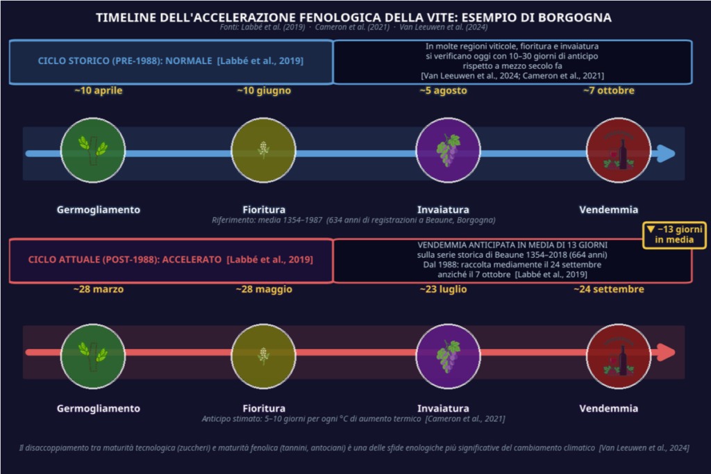 Riscaldamento globale e fenologia della vite in Borgogna