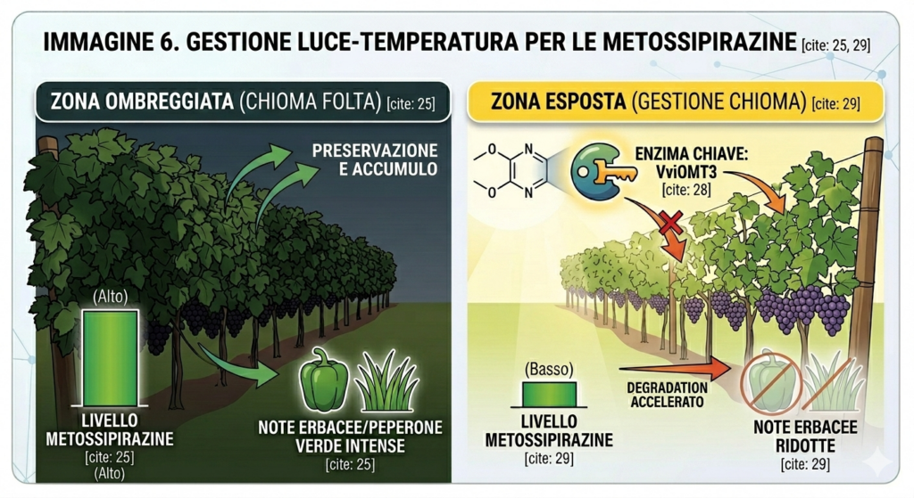 Riscaldamento globale e gestione delle metossipirazine