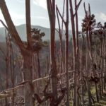 Terrazze Singhie: la lumassina, un tesoro della Liguria