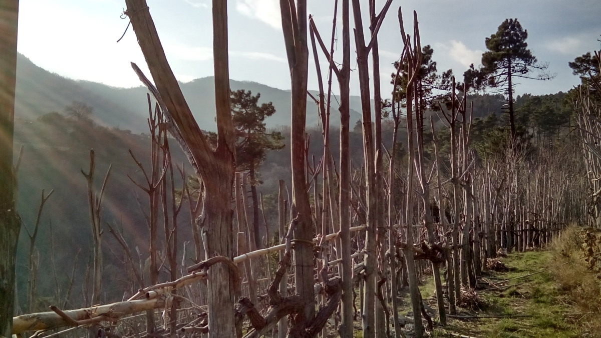 Terrazze Singhie: la lumassina, un tesoro della Liguria