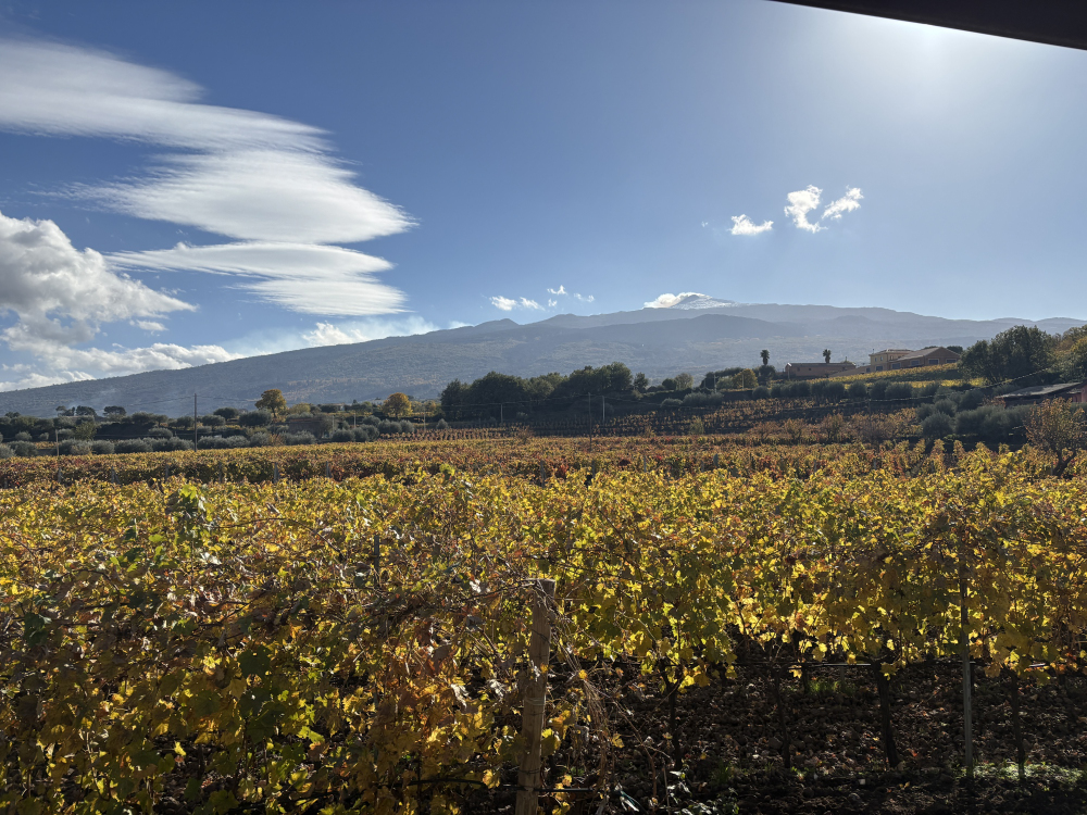 Vini vulcanici e vigneti dell'Etna
