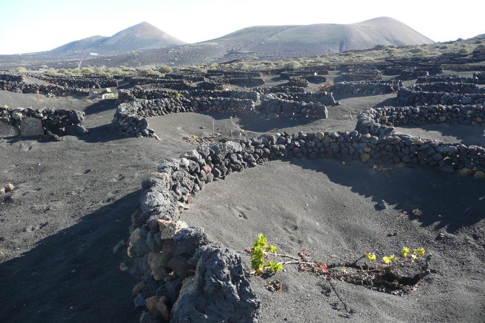 Vini vulcanici: un viaggio tra geologia e calice