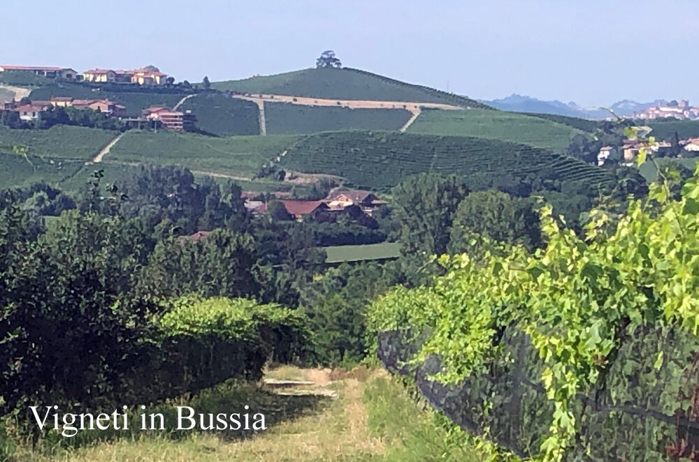 Agricola Marrone: Bussia