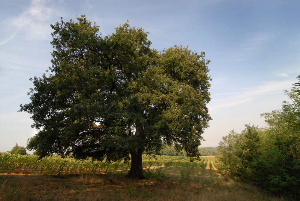 La Mesma: la storica quercia
