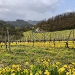 La Mesma: tre sorelle e l’amore per il Gavi DOCG