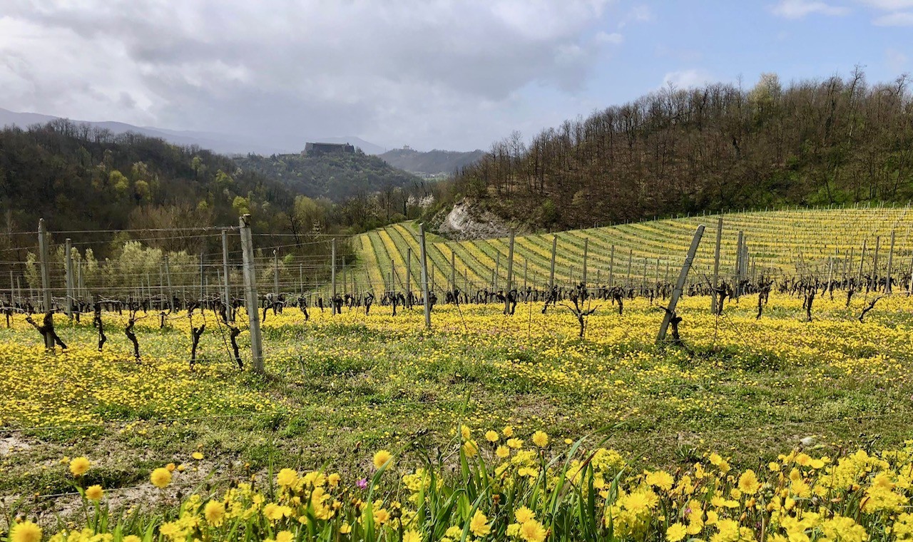La Mesma: tre sorelle e l’amore per il Gavi DOCG