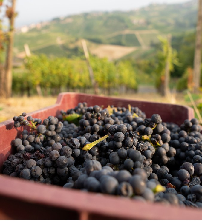 Uve croatina con le quasi si produce La Mossa Perfetta