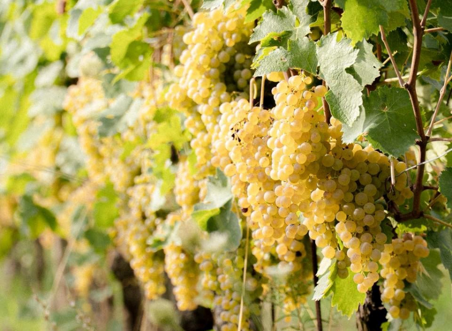 Il Poggio: grappoli di uva cortese