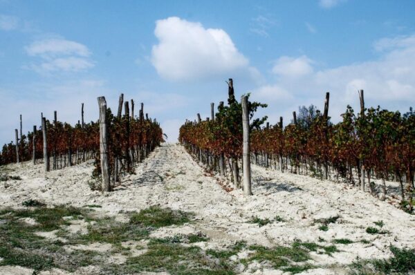 La Caplana e il Gavi DOCG