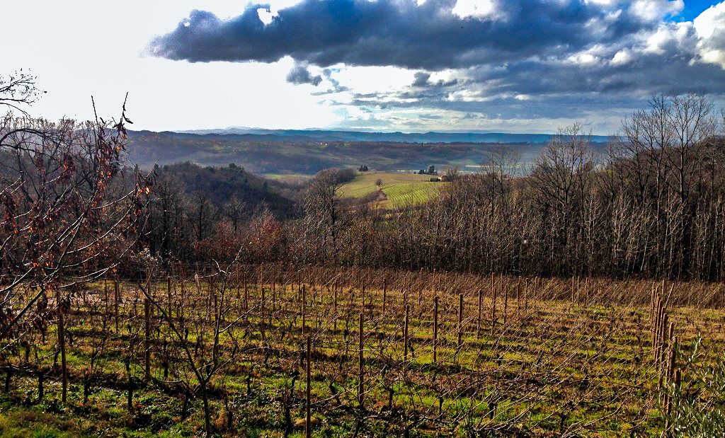 Il Poggio e i suoi vigneti