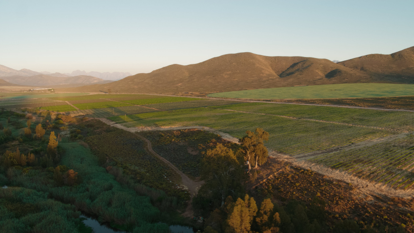 I vini del Sud Sud Africa: vigneti nel Breede River