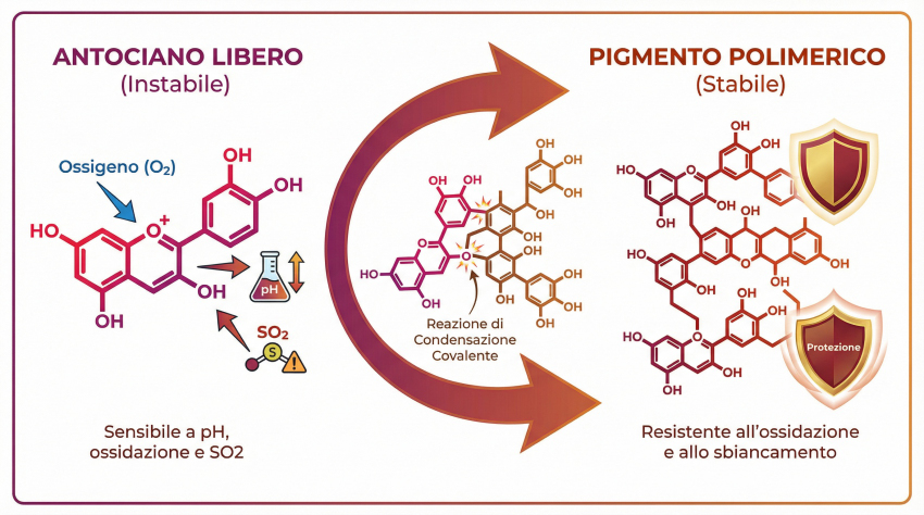 Diagramma di reazione chimica che illustra il legame tra antociani e i tannini nel vino per formare pigmenti polimerici stabili