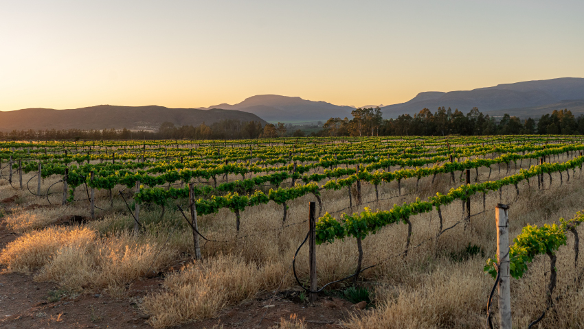 I vini del Sud Africa: i vigneti di Alvi’s Drift