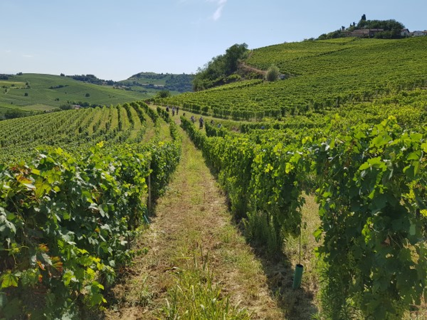 Gozzelino Sergio: alcuni vigneti