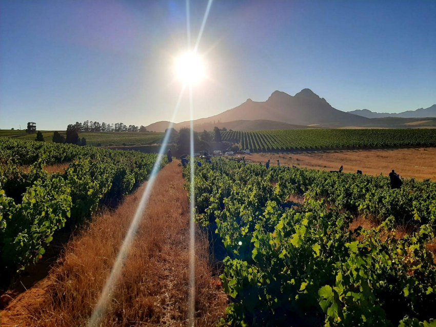 I vini del Sud Africa: vigneti nell'area di Stellenbosch