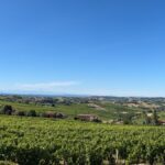 Gozzelino Sergio, vini e vigneti dal cuore del Monferrato