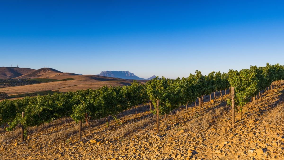 I vini del Sud Africa: storia, territorio e produzione