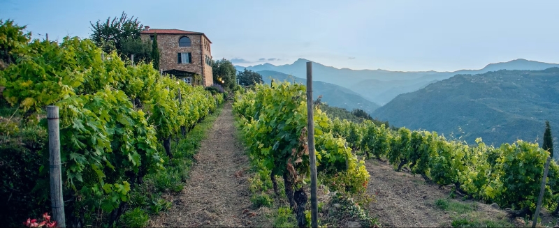 Terre Bianche: l'Azienda e i vigneti
