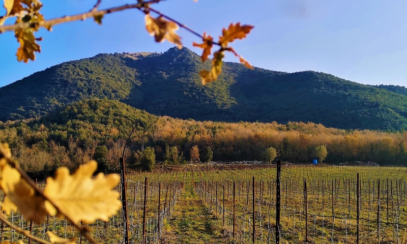 Palmieri Domus Vinaria: una delle vigne