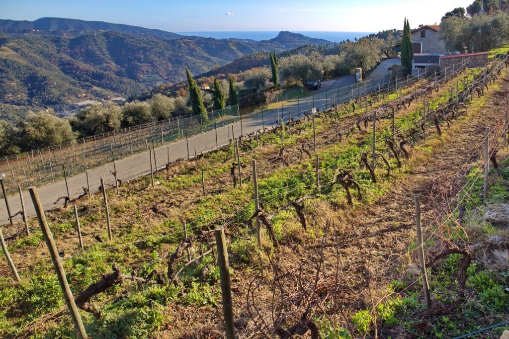 Terre Bianche: alcuni vigneti aziendali