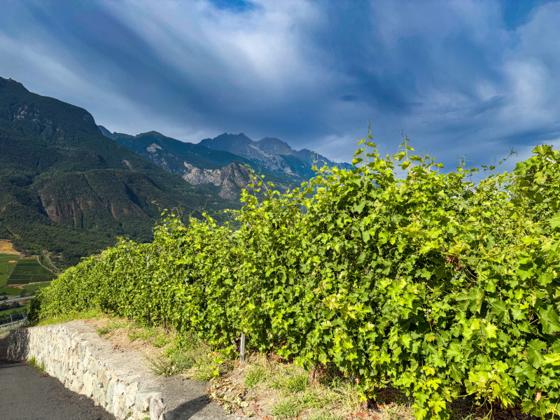 Altri vigneti de La Crotta di Vegneron