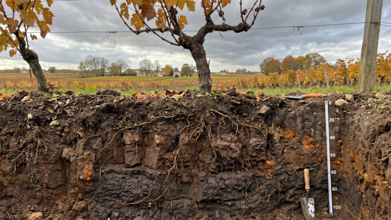 Vino e geologia: profilo geologico di un suolo argilloso pesante in un vigneto, caratterizzato da strati compatti di colore marrone scuro che trattengono l'acqua, con radici della vite che faticano a penetrare