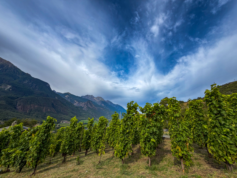 Vigneti de La Crotta di Vegneron