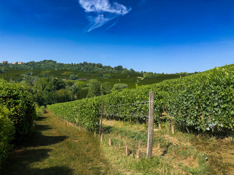Oddero Poderi e Cantine: vigneto di barbera nelle immediate vicinanze dell'Azienda