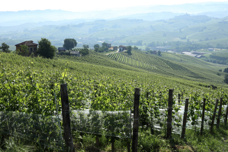 Oddero Poderi e Cantine - Brunate