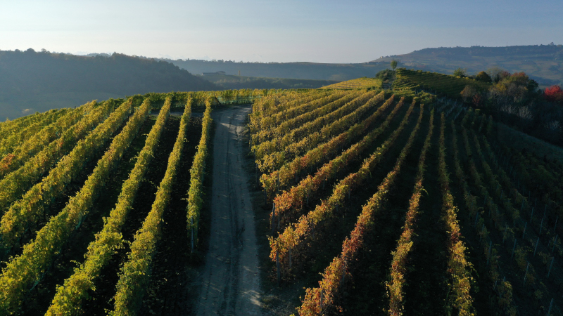 Oddero Poderi e Cantine: Bussia
