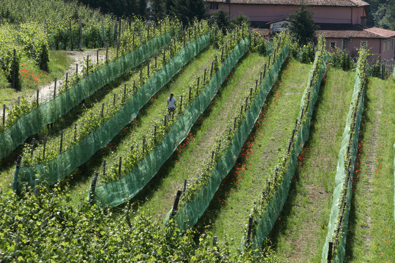 Oddero Poderie Cantine: Bussia - Vigna Mondoca