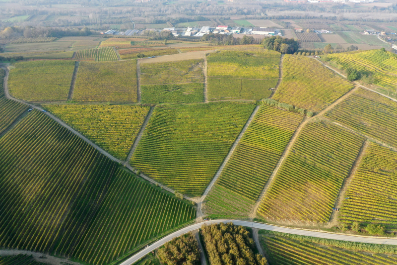 Oddero Poderi e Cantine - Monvigliero
