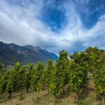 La Crotta di Vegneron, le Alpi e il moscato di Chambave