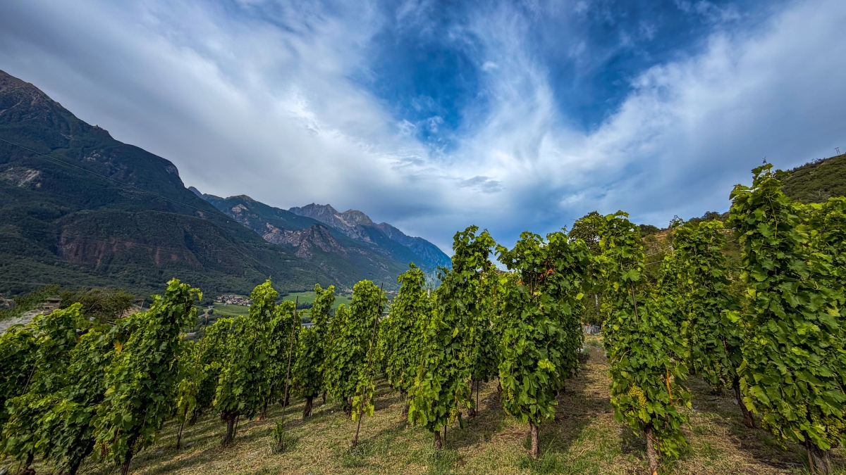 La Crotta di Vegneron, le Alpi e il moscato di Chambave