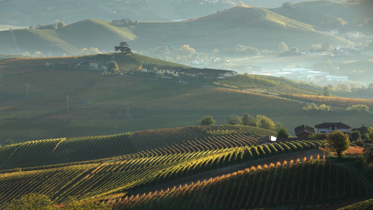 Oddero Poderi e Cantine, memoria e nebbiolo
