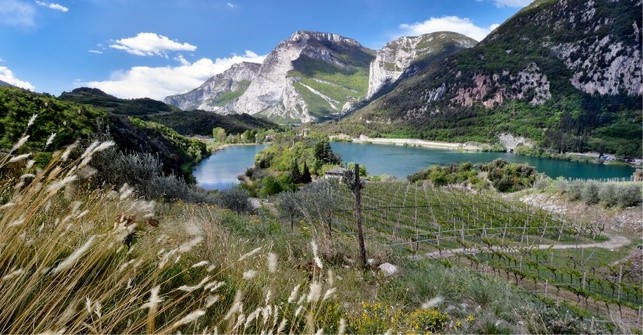 Alcune vigne dell'Az. Agr. Francesco Poli
