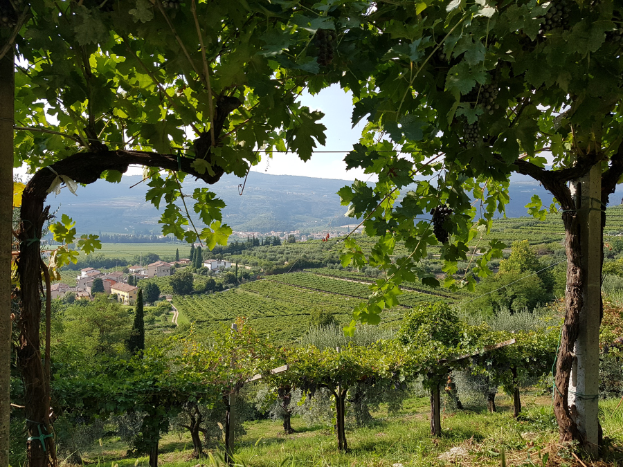 Pergole nei vigneti di Valentina Cubi