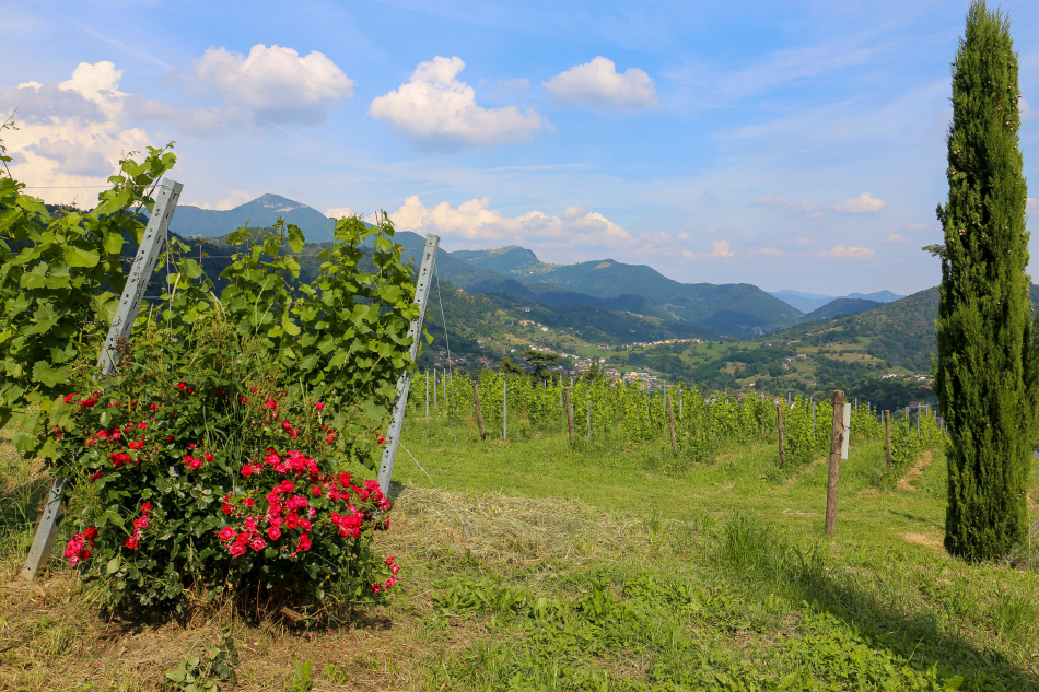 Panorama da Podere Cavaga