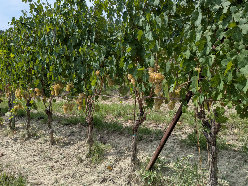 Filari di nascetta nei vigneti de Le Strette