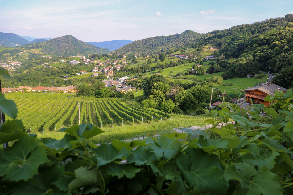 Podere Cavaga e alcuni suoi vigneti