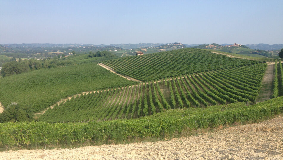 Vigneti nelle coline che circondano Cantina Tre Secoli